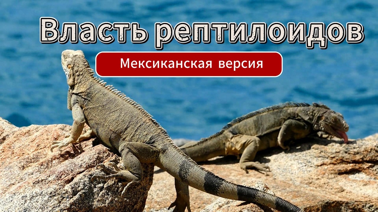 Рептилии Мексики: случайная встреча с хозяевами древнего мира