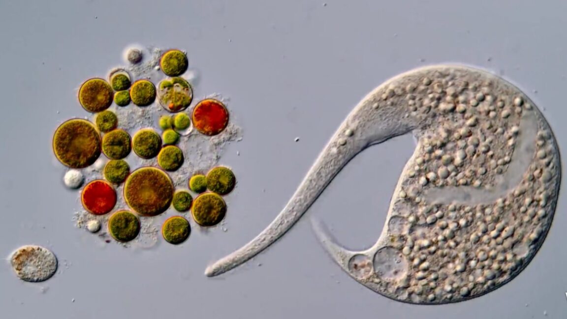 A tiny roundworm and a single-celled Dileptus explore their microscopic world
