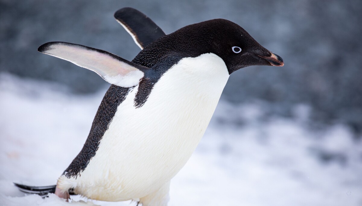 MX Linux 25.2 provides possible refuge from AI as well as systemd