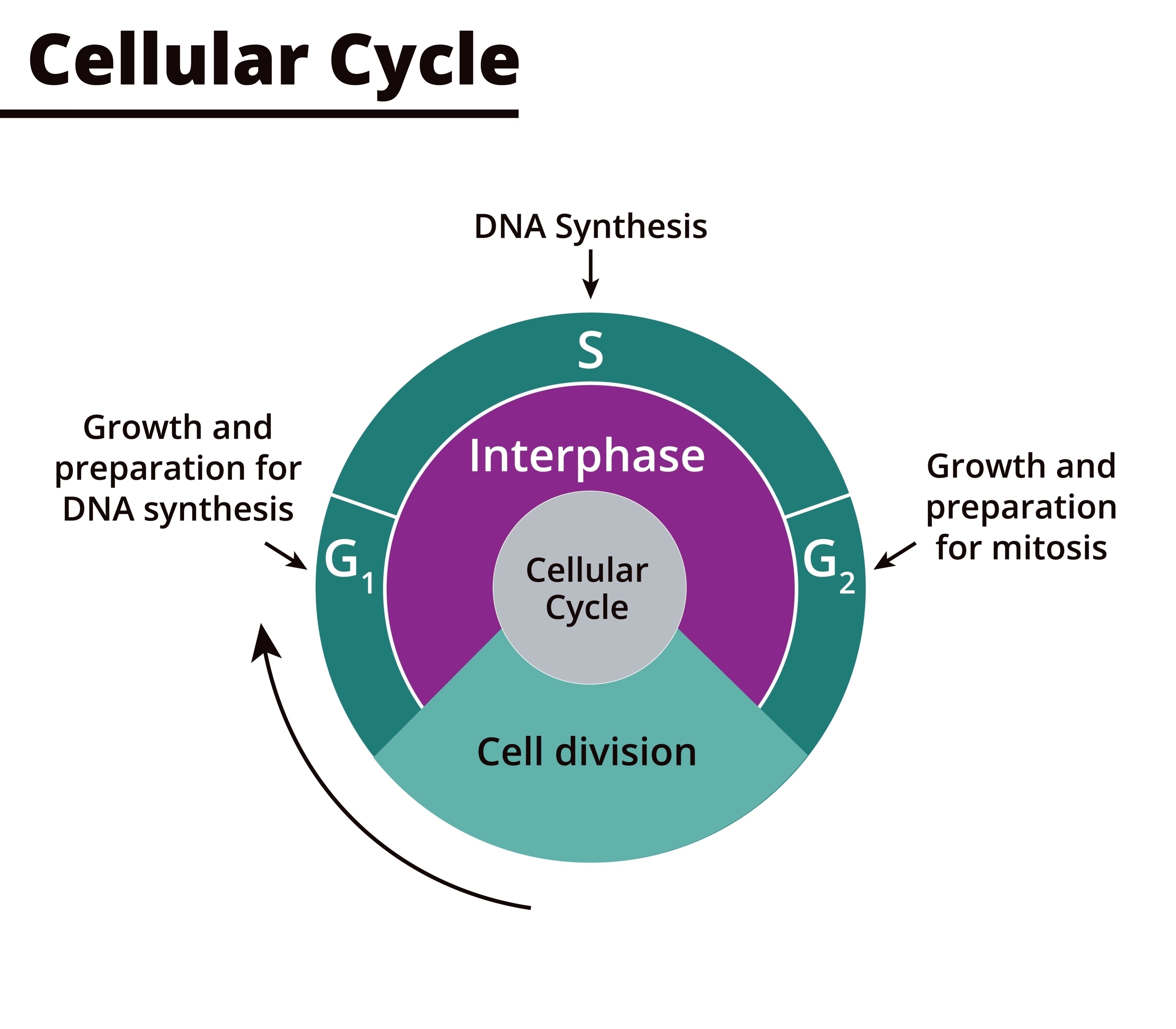 Diagram illustrating the biological metaphor for the AI architecture